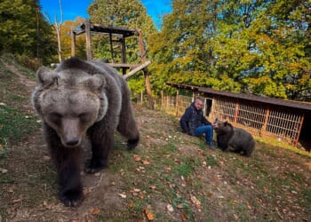 A Bosnian man rescued an abandoned bear cub. Now they're inseparable