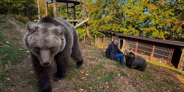 A Bosnian man rescued an abandoned bear cub. Now they're inseparable