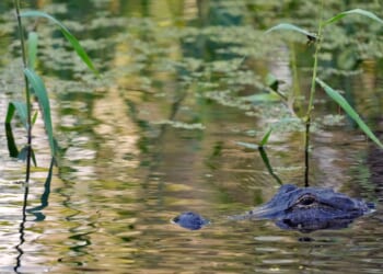 Fisherman, 71, killed by 12-foot alligator alongside Florida lake