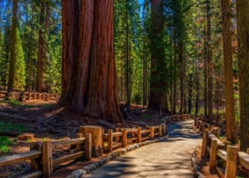 The Sequoia National Park is pictured from a walking path on a bright sunny afternoon.