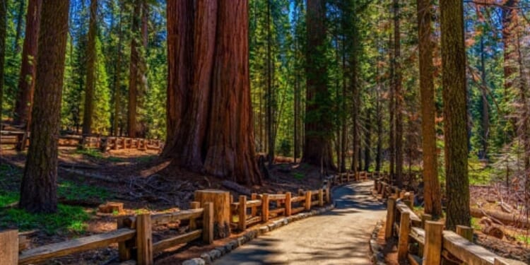 The Sequoia National Park is pictured from a walking path on a bright sunny afternoon.