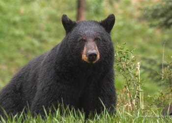 Montana wildlife officials cull 14 black bears after they lost fear of people, ate human food
