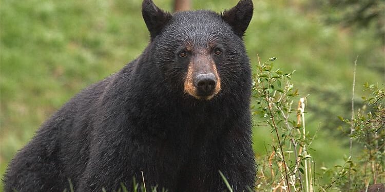 Montana wildlife officials cull 14 black bears after they lost fear of people, ate human food