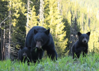 N.C. women's soccer game delayed while 5 black bears arrive