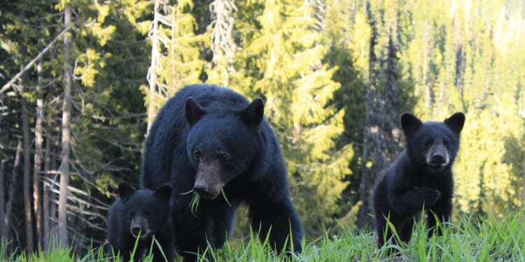 N.C. women's soccer game delayed while 5 black bears arrive