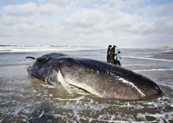 Remember when: The story of Oregon's exploding whale mishap caught on video in 1970