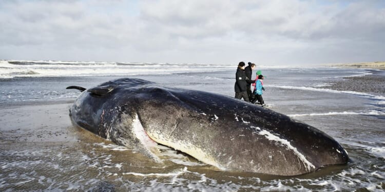 Remember when: The story of Oregon's exploding whale mishap caught on video in 1970