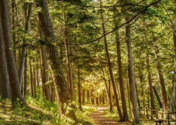 A scenic walking trail in the park in Charlevoix, Michigan.