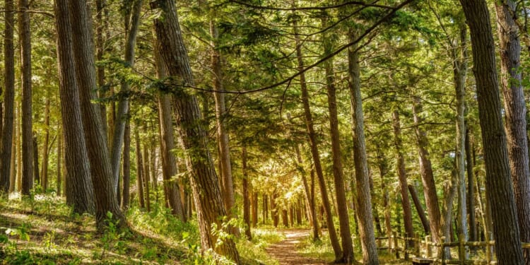 A scenic walking trail in the park in Charlevoix, Michigan.