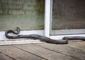 Snakes in the house: The front door detail that could be welcoming them inside
