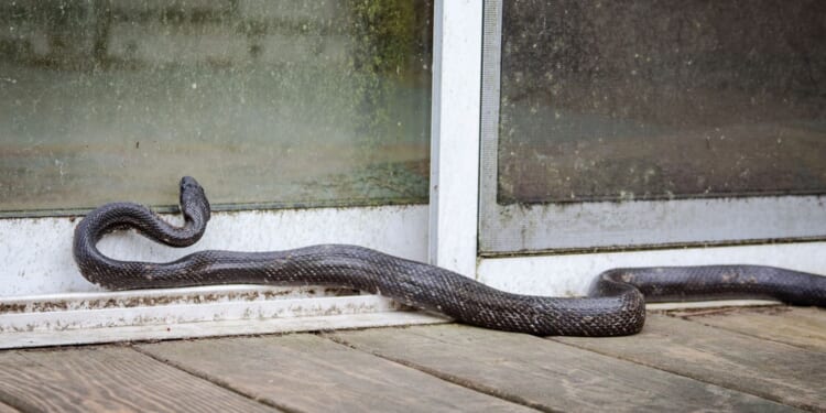 Snakes in the house: The front door detail that could be welcoming them inside