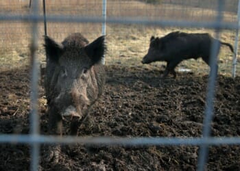 Texas lets hunters shoot hogs at night; California points to fencing and permits