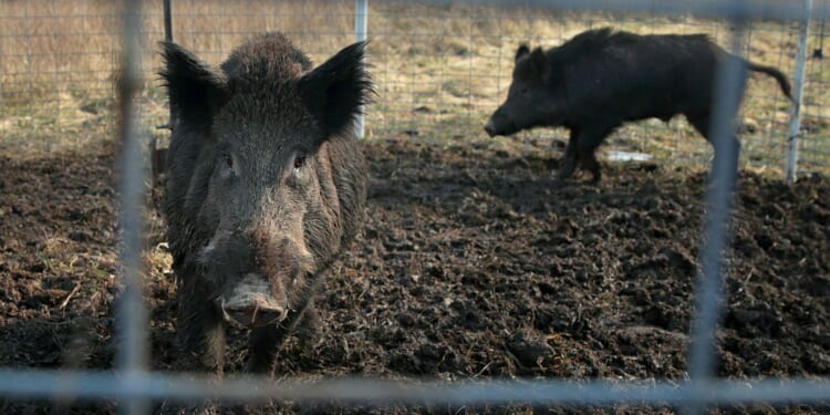 Texas lets hunters shoot hogs at night; California points to fencing and permits