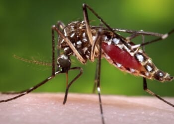 Trump Declares War on Mosquitoes and Ticks – HotAir