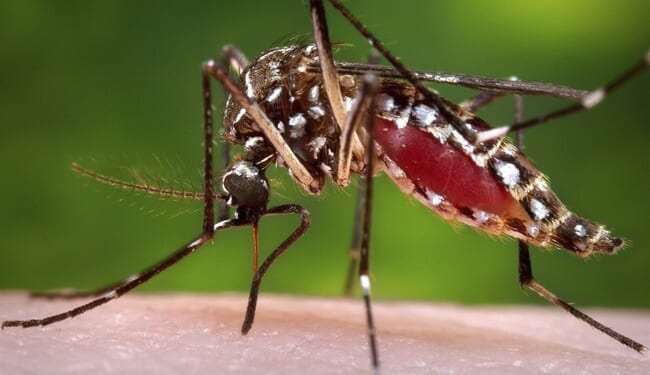Trump Declares War on Mosquitoes and Ticks – HotAir